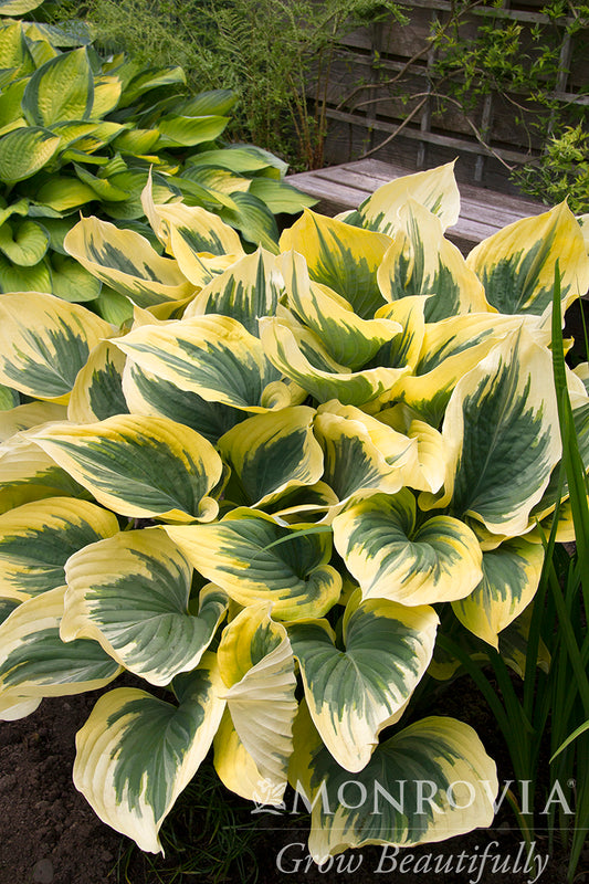 Hosta | Liberty Hosta