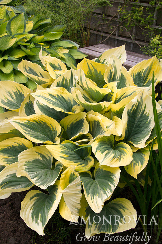 Hosta | Liberty Hosta - 1 Gallon
