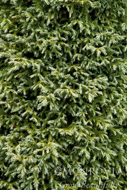 Chamaecyparis | Baby Blue Sawara Cypress