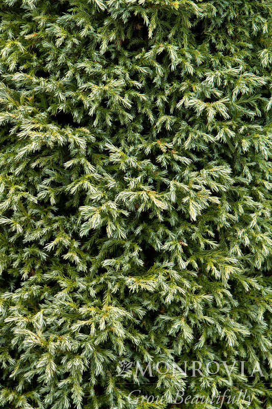 Chamaecyparis | Baby Blue Sawara Cypress