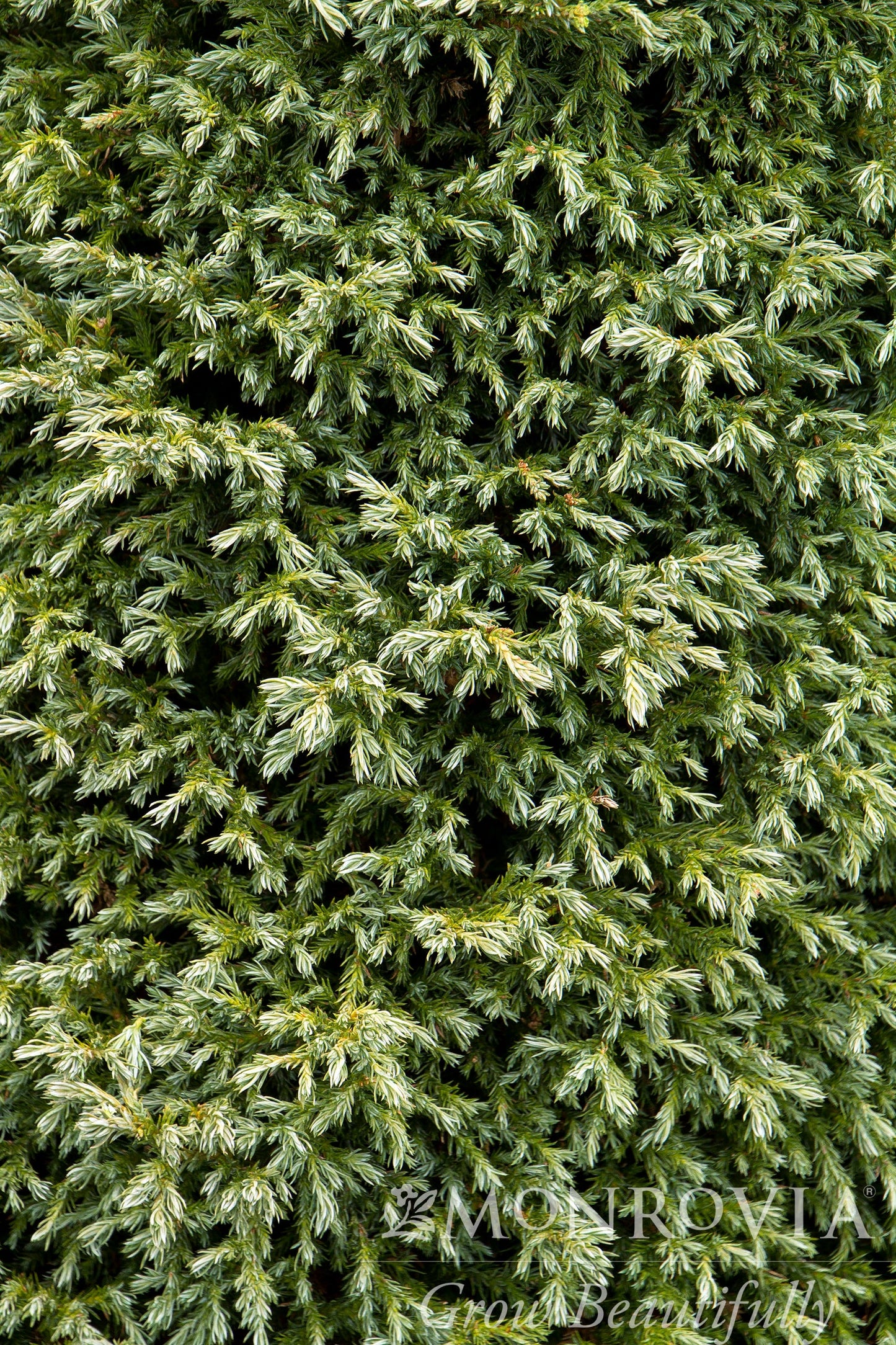 Chamaecyparis | Baby Blue Sawara Cypress - 2 Gallon
