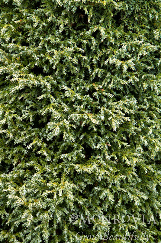 Chamaecyparis | Baby Blue Sawara Cypress - 2 Gallon