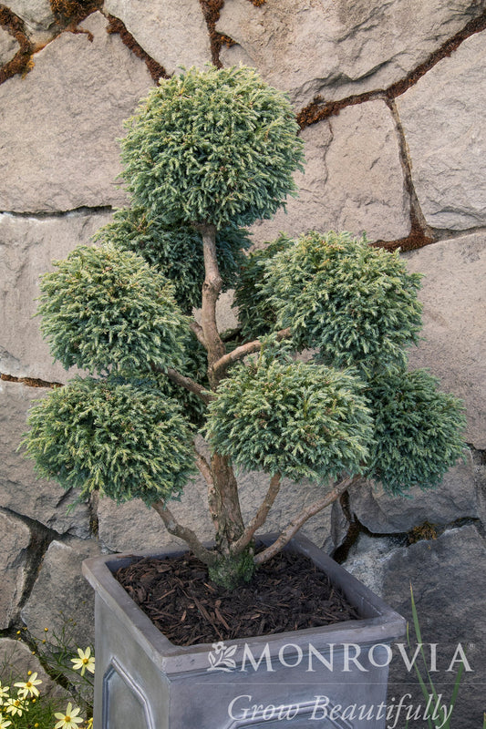 Chamaecyparis | Baby Blue Sawara Cypress | Pom Pom - 5 Gallon