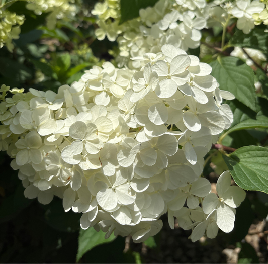 Hydrangea | Vanilla Strawberry Panicle Hydrangea | Tree Form - 10 Gallon