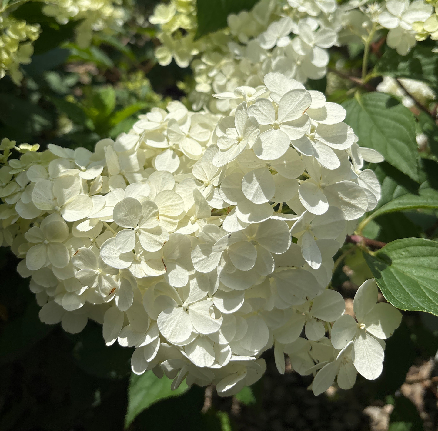 Hydrangea | Vanilla Strawberry Panicle Hydrangea - 3 Gallon