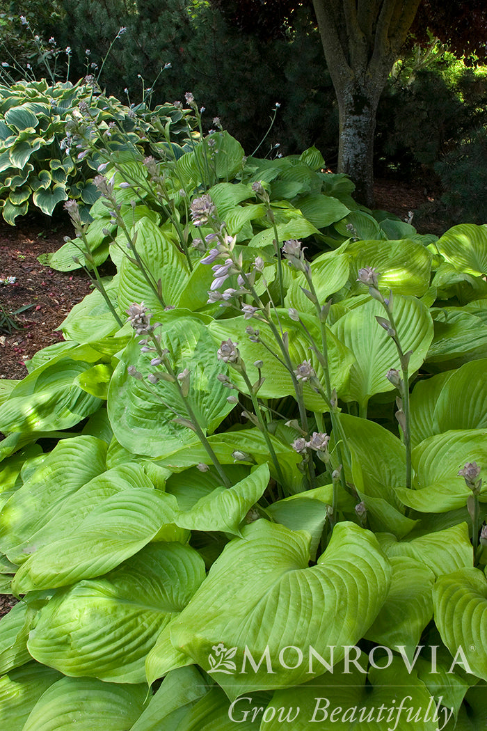 Hosta | Sum & Substance Hosta