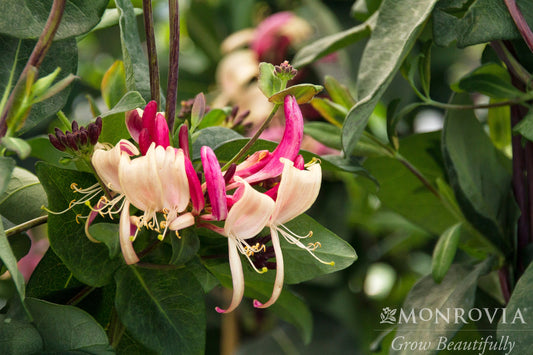 Lonicera | Peaches & Cream Honeysuckle - 1 Gallon