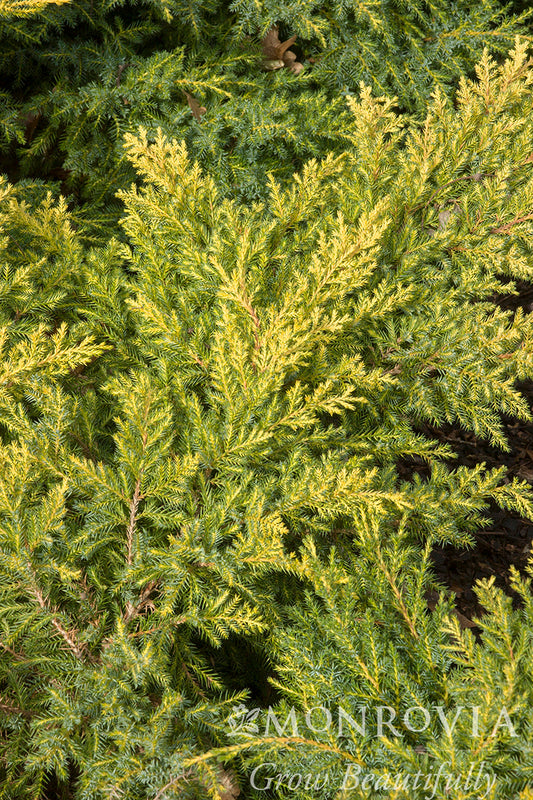 Juniperus | Daub's Frosted Juniper | Tree Form - 10 Gallon