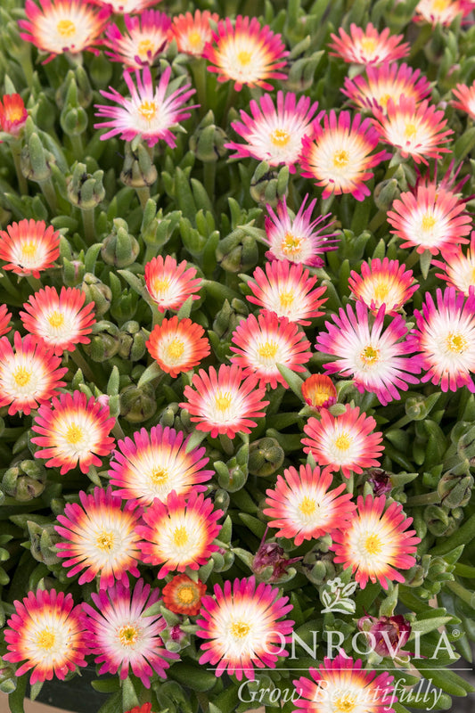 Delosperma | Jewel of Desert Ice Plant | Garnet - 1 Gallon