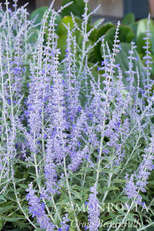 Perovskia | Lacey Blue Russian Sage - 1 Gallon