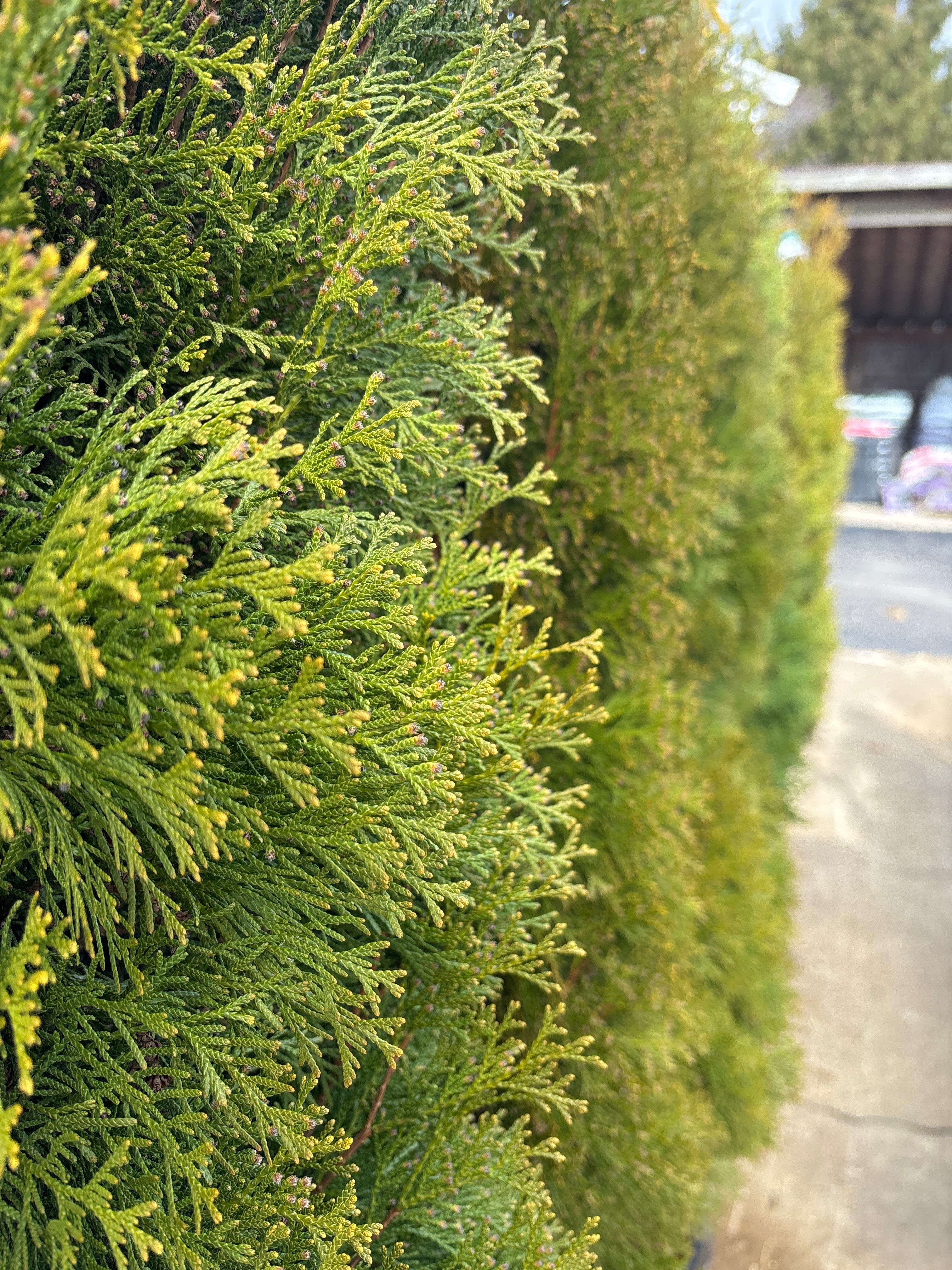 Thuja | Emerald Green Arborvitae | Natural - 15 Gallon 6-7