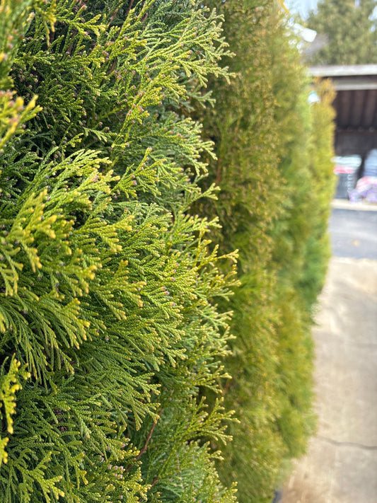 Thuja | Emerald Green Arborvitae | Natural - 5 Gallon