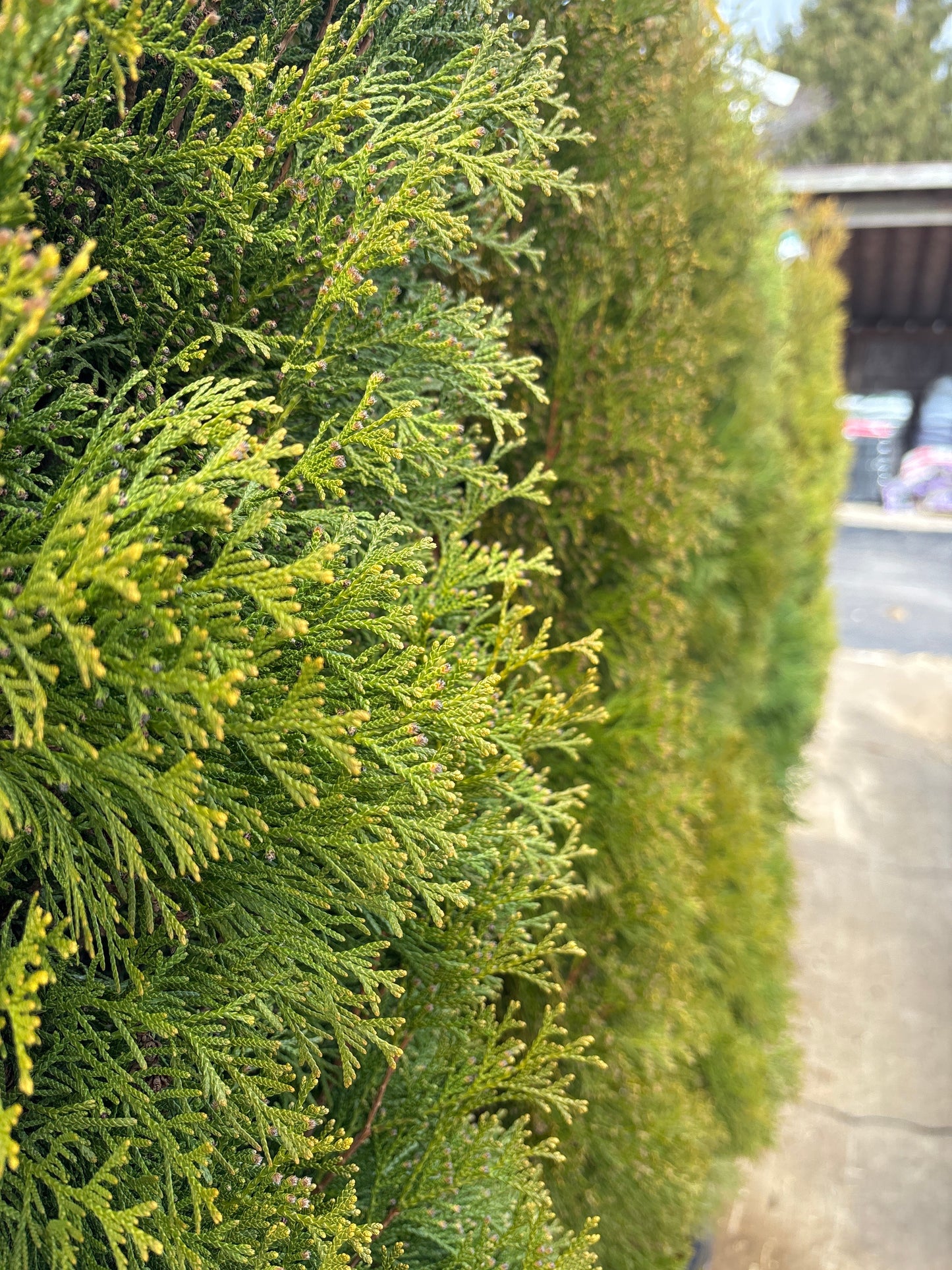 Thuja | Emerald Green Arborvitae | Natural - 6 Gallon