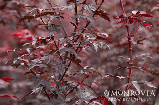 Acer | Twombly's Red Sentinal Japanese Maple - 3 Gallon