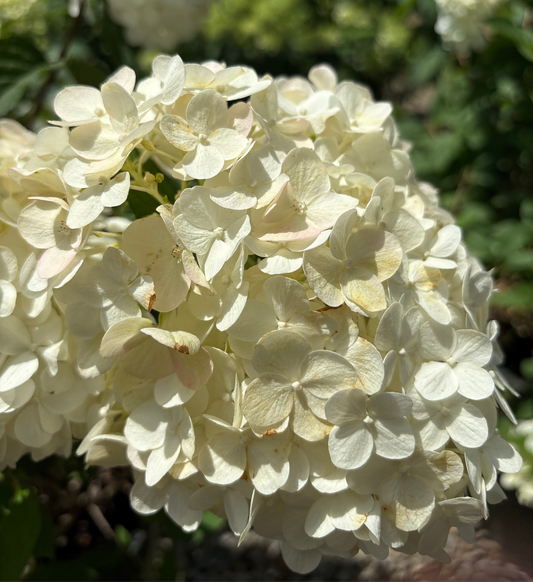 Hydrangea | Strawberry Shake Panicle Hydrangea - 3 Gallon