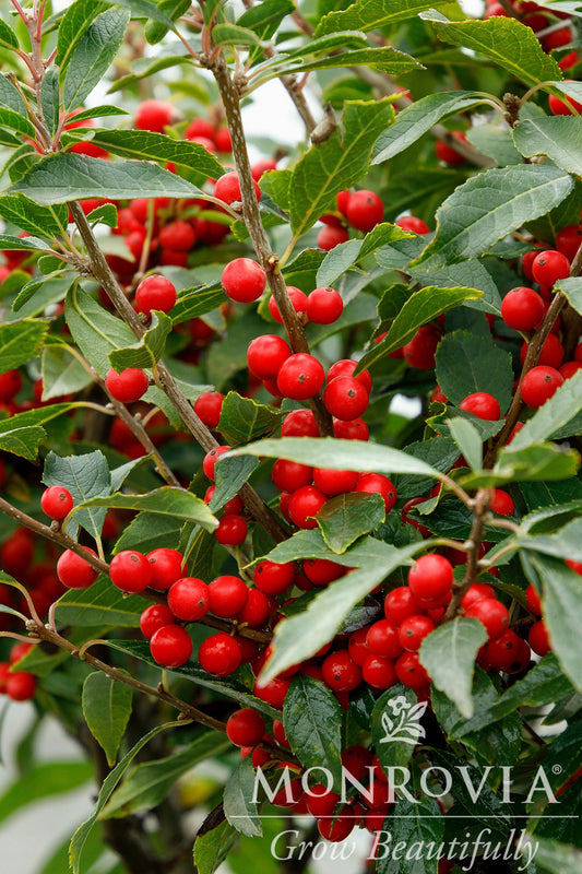 Ilex | Berry Poppins Winterberry Holly - 3 Gallon