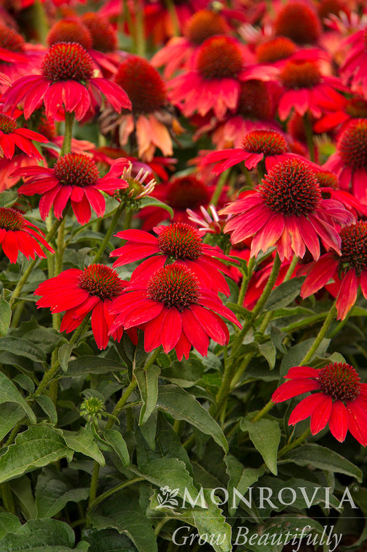 Echinacea | Sombrero Coneflower | Salsa Red - 2 Gallon