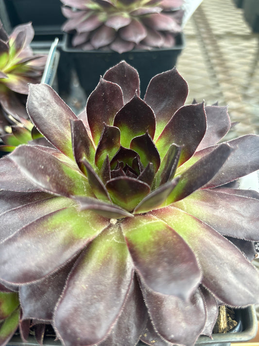 Sempervivum | Black Hens & Chicks - 1 Quart