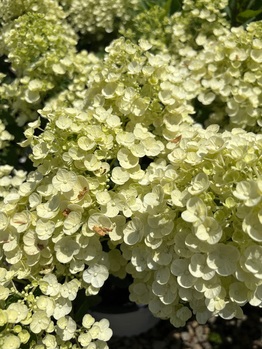 Hydrangea | Tiny Quick Fire Panicle Hydrangea - 2 Gallon