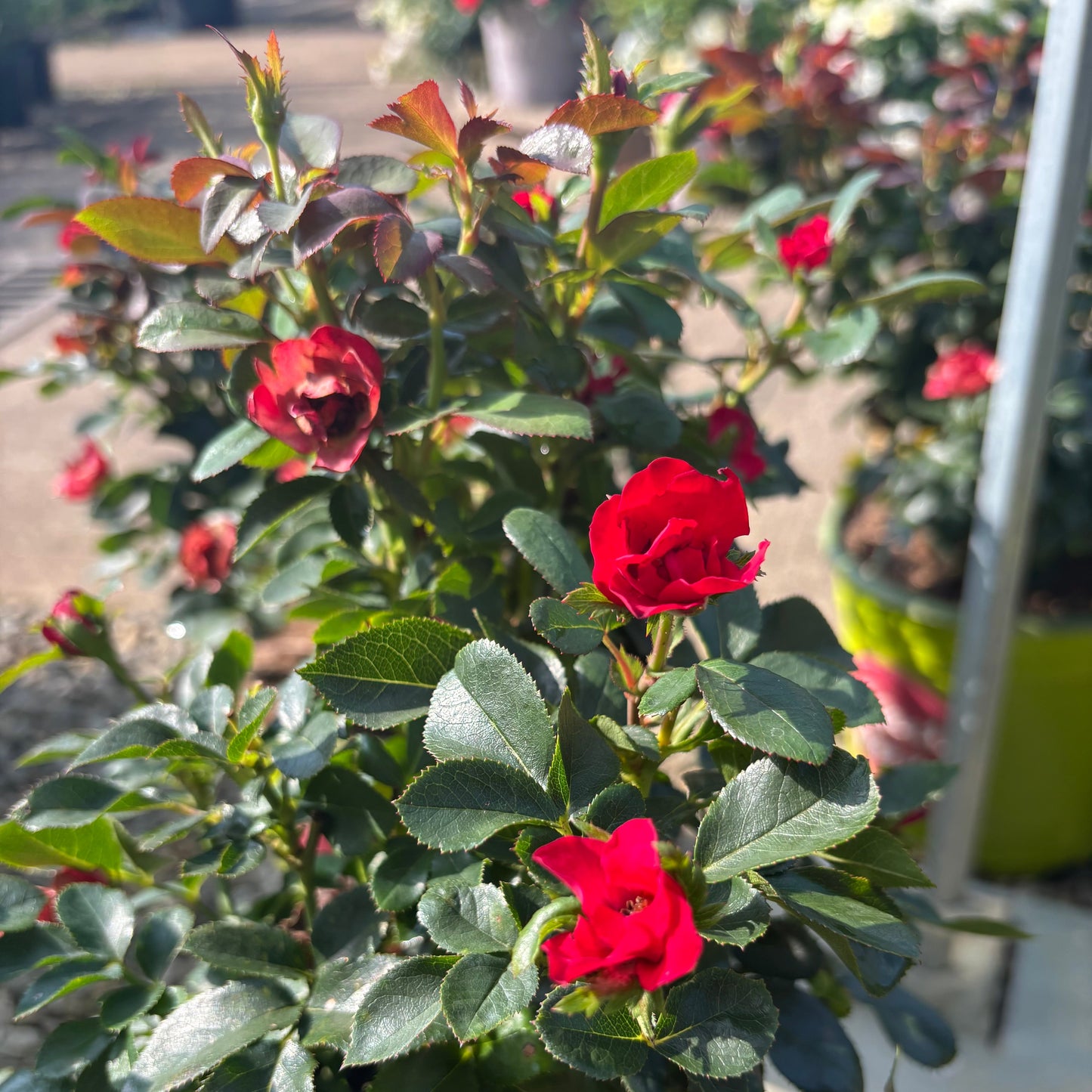 Rosa | Knock Out Rose | Petite Knock Out - 3 Gallon
