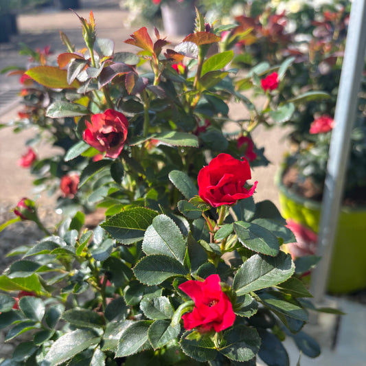 Rosa | Knock Out Rose | Petite Knock Out - 3 Gallon