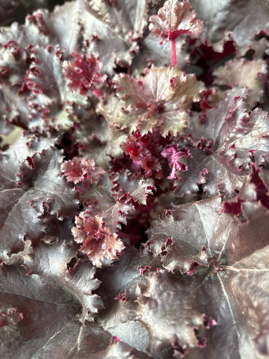 Heuchera | Black Taffeta Coral Bells - 1 Gallon