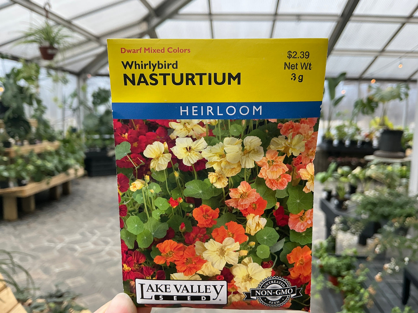 Tropaeolum | Nasturtium Seed