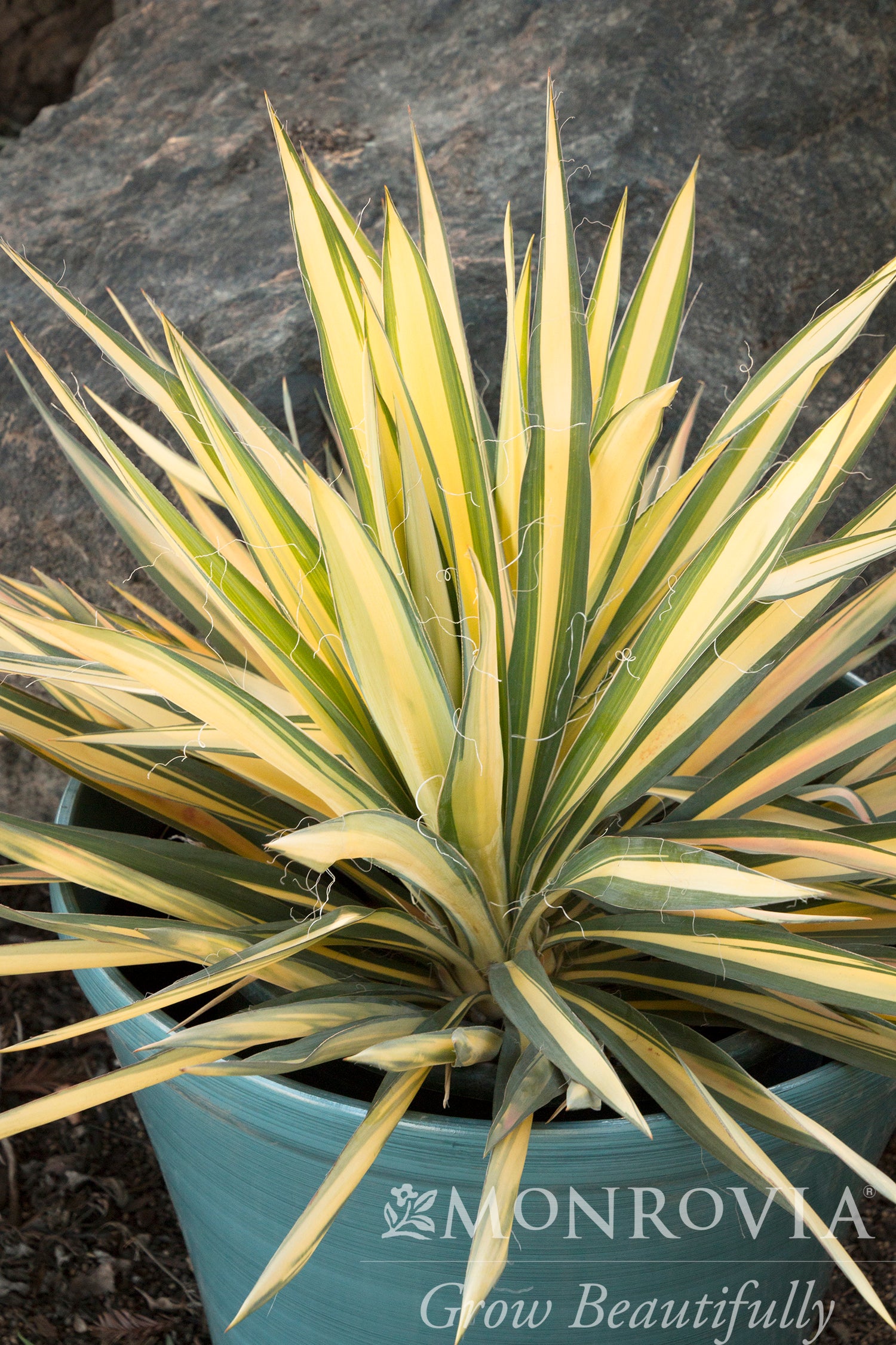 Yucca | Color Guard Yucca | 2 Gallon - 2 Gallon - Berns Garden Center