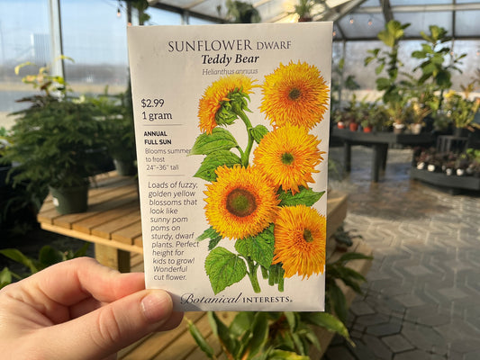 Helianthus | Dwarf - Sunflower Seed
