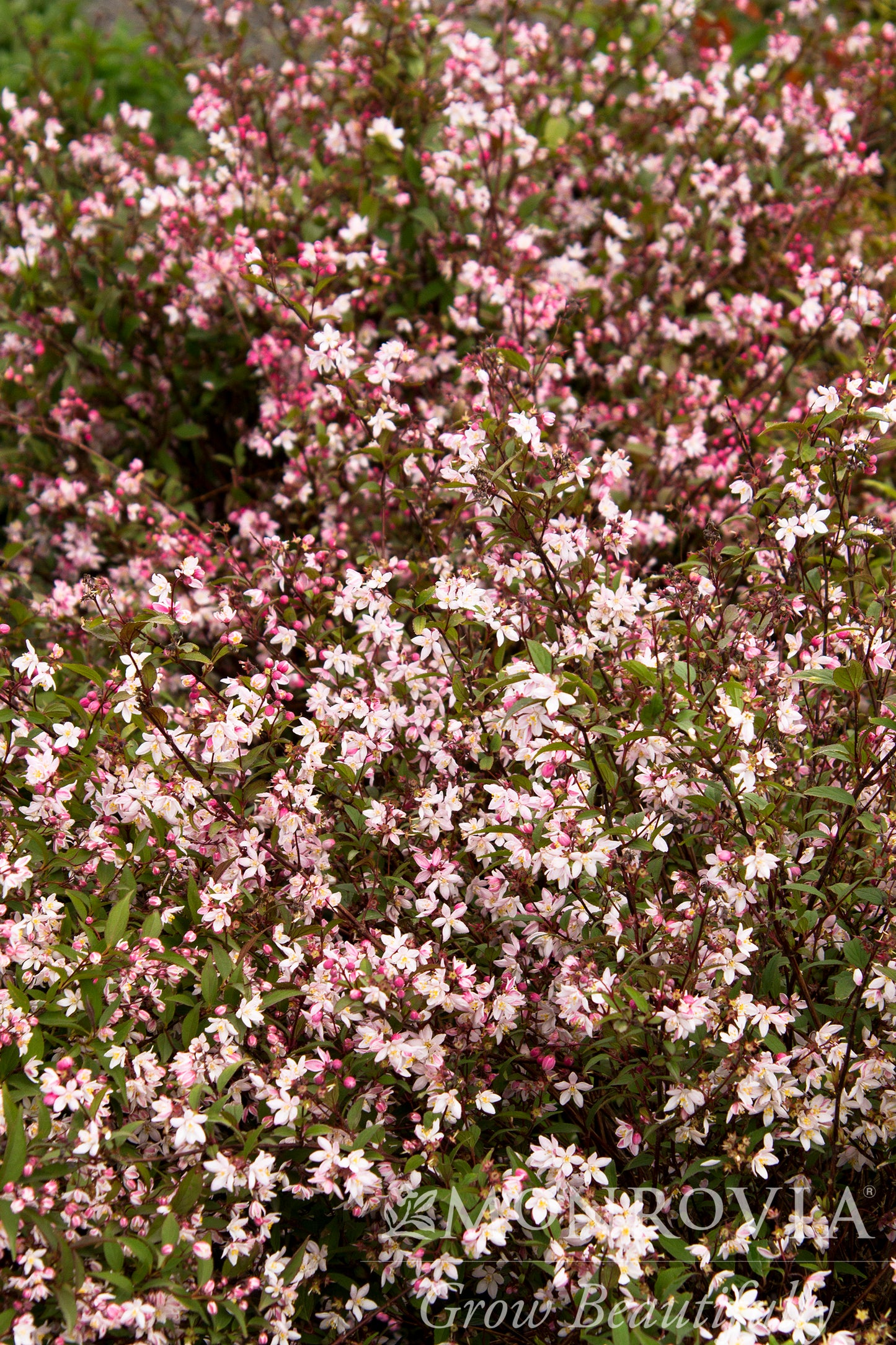 Deutzia | Nikko Blush Deutzia