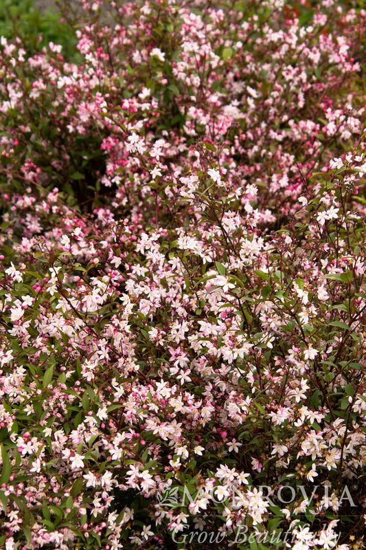 Deutzia | Nikko Blush Deutzia - 2 Gallon