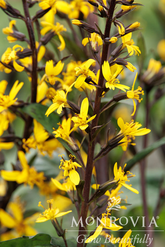 Ligularia | Little Rocket Leopard Plant
