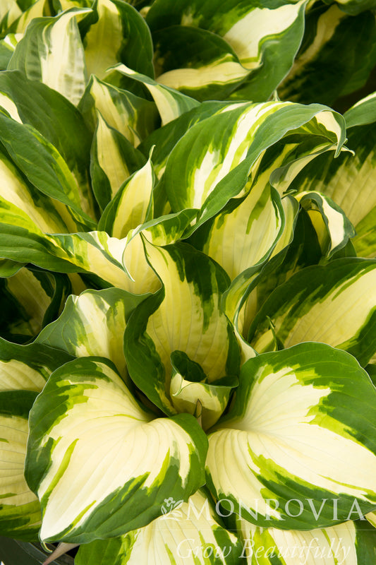 Hosta | Enterprise Hosta