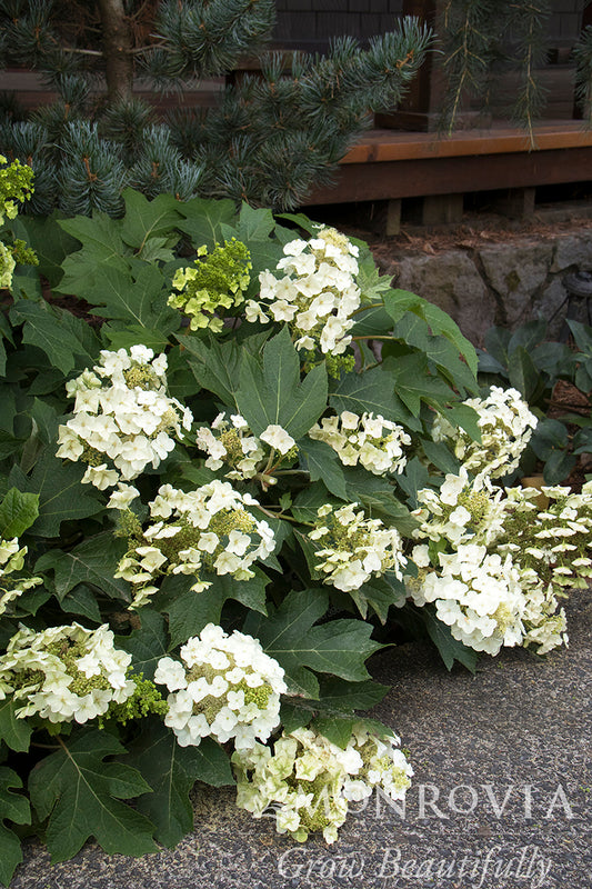 Hydrangea | Munchkin Oakleaf Hydrangea