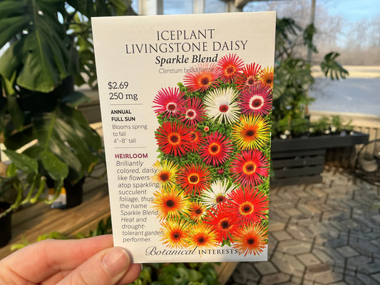 Cleretum | Iceplant Livingstone Daisy Seed