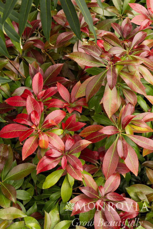 Pieris | Katsura Pieris - 2 Gallon