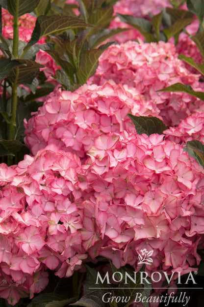 Hydrangea | Hamptons Bigleaf Hydrangea