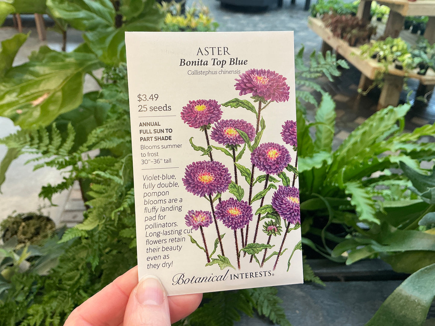 Callistephus | Aster Seed