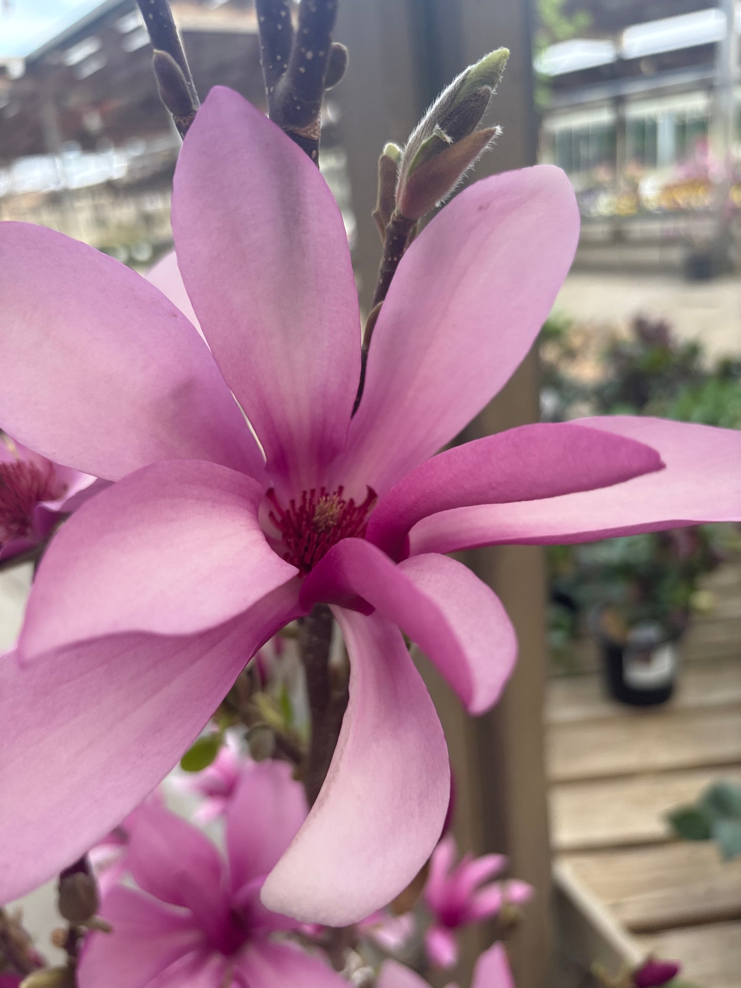 Magnolia | Ann Magnolia - 7 Gallon