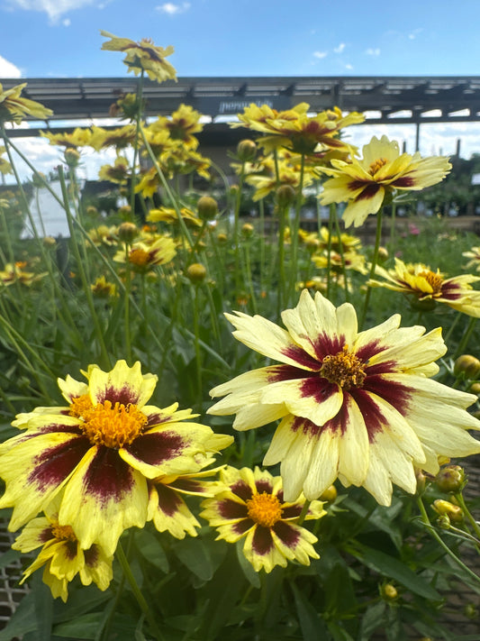 Coreopsis | Solar Fancy Tickseed - 1 Gallon