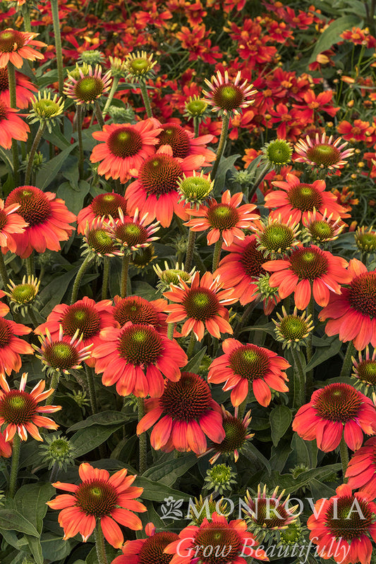 Echinacea | Sombrero Coneflower | Flamenco Orange - 1 Gallon