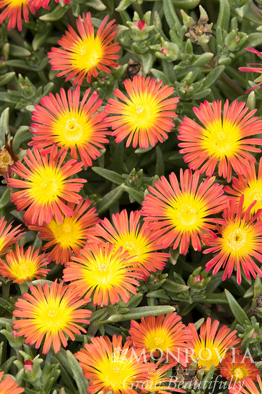 Delosperma | Wheels of Wonder Ice Plant | Fire Wonder - 1 Gallon