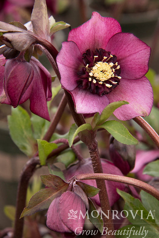Helleborus | Cascade Blush Lenten Rose - 1 Gallon