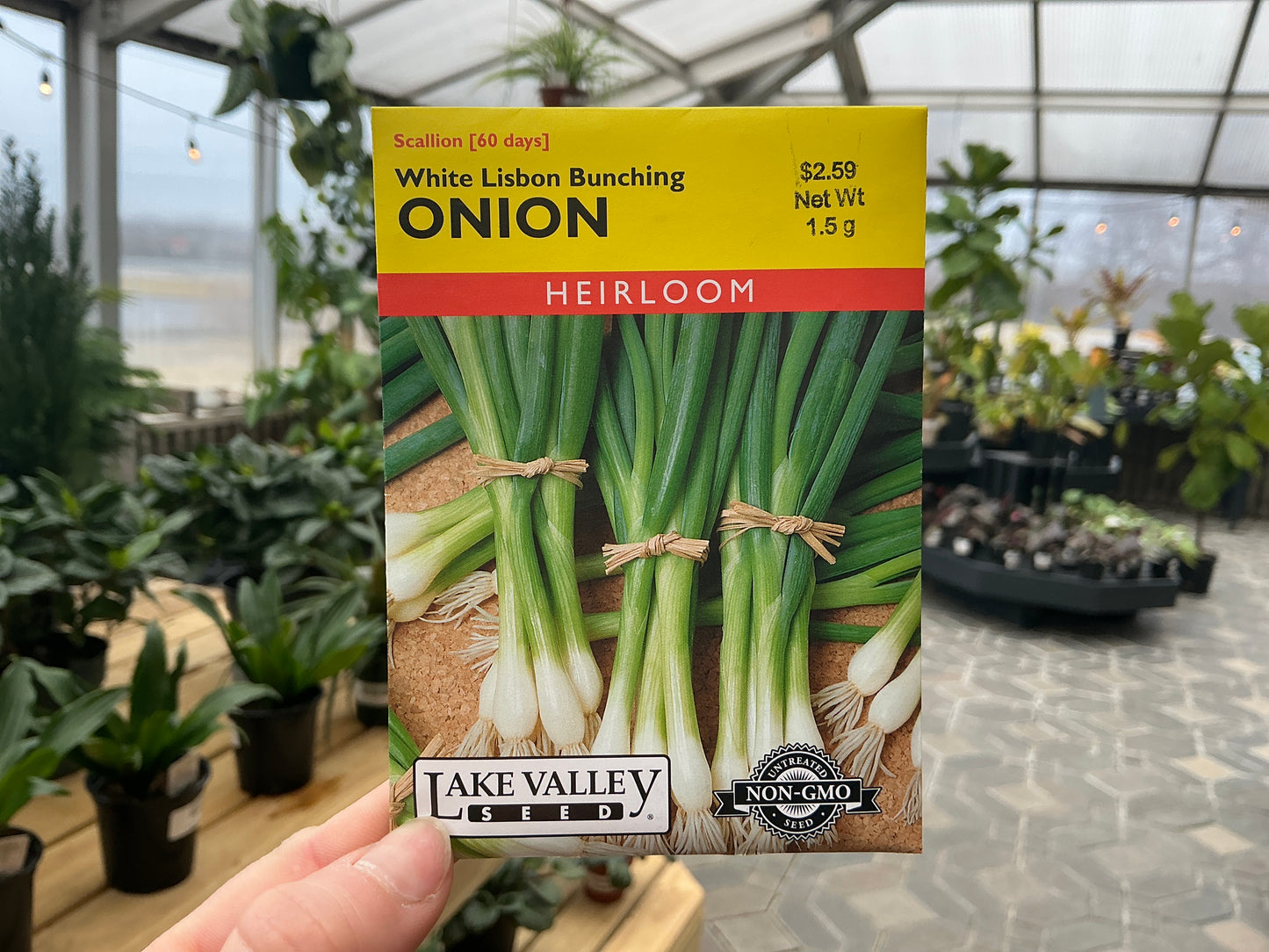 Allium | Bunching - Onion Seed