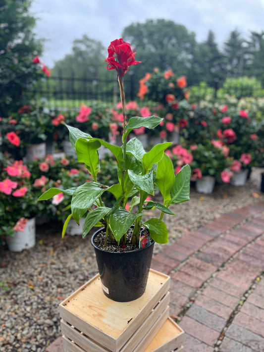 Hardy Canna | Kreta - 2 Gallon