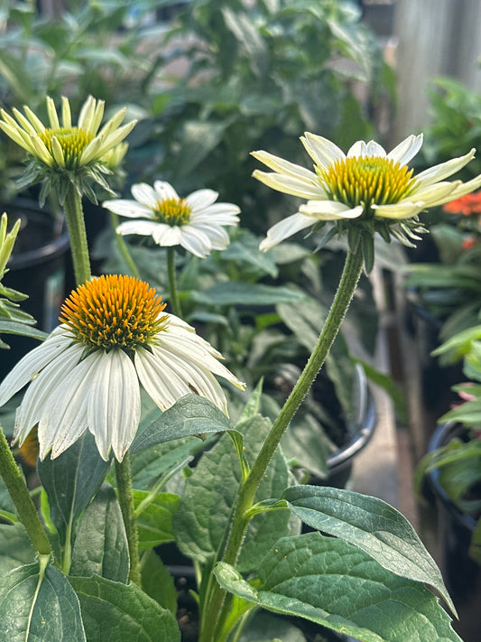 Echinacea | PowWow Coneflower | White - 1 Gallon