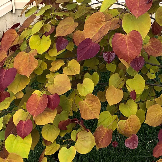 Cercis | Flame Thrower Redbud - 5 Gallon