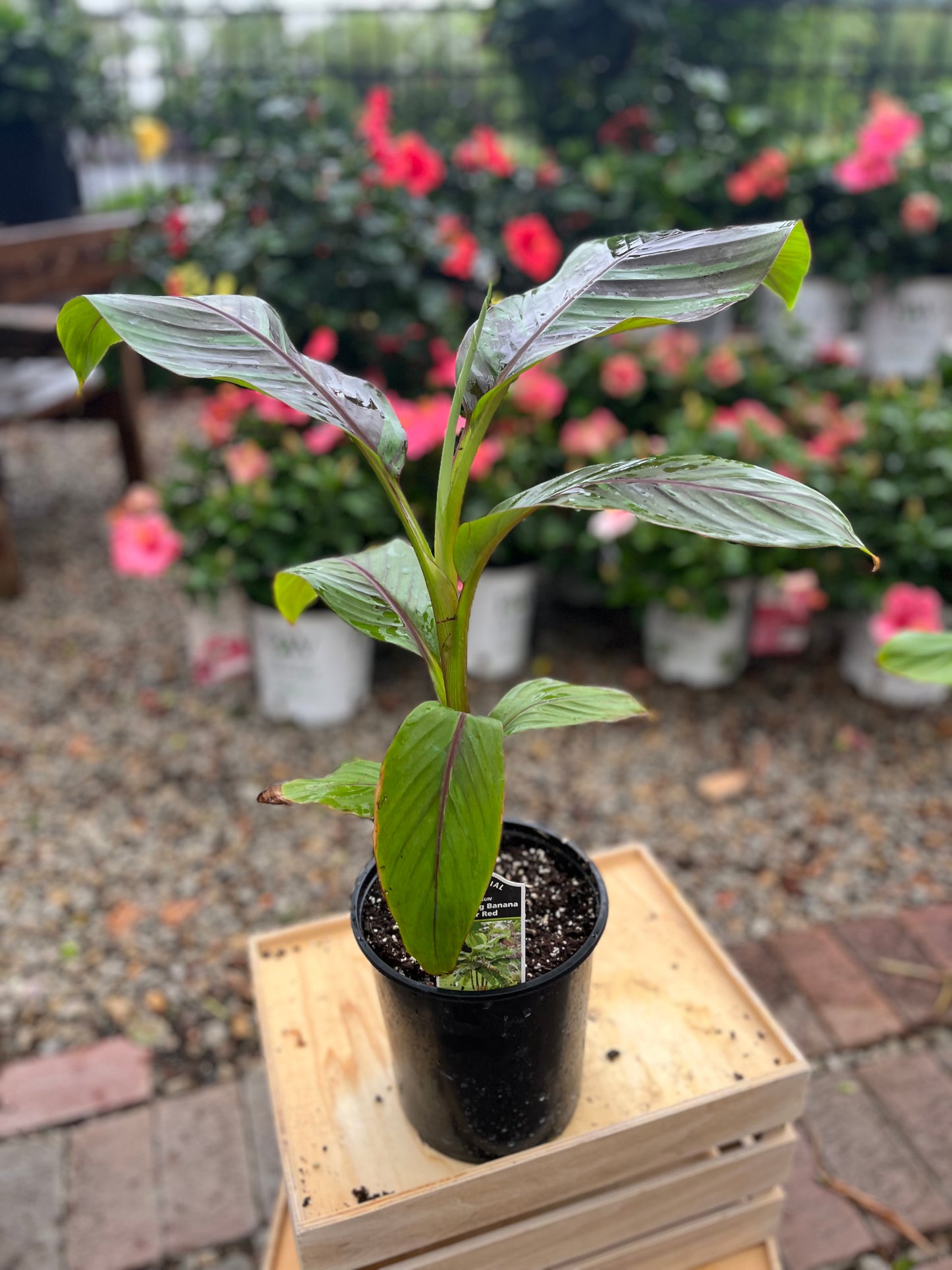 Banana | Ever Red - 1 Gallon
