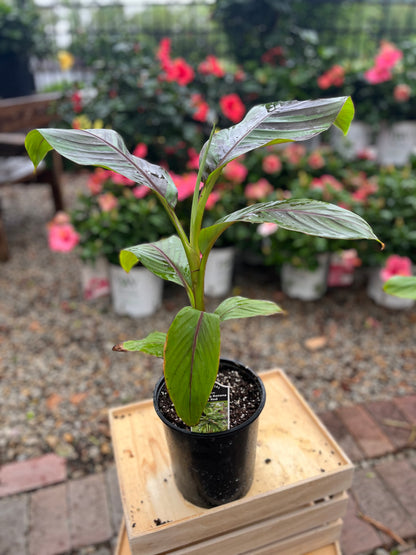 Banana | Ever Red - 1 Gallon