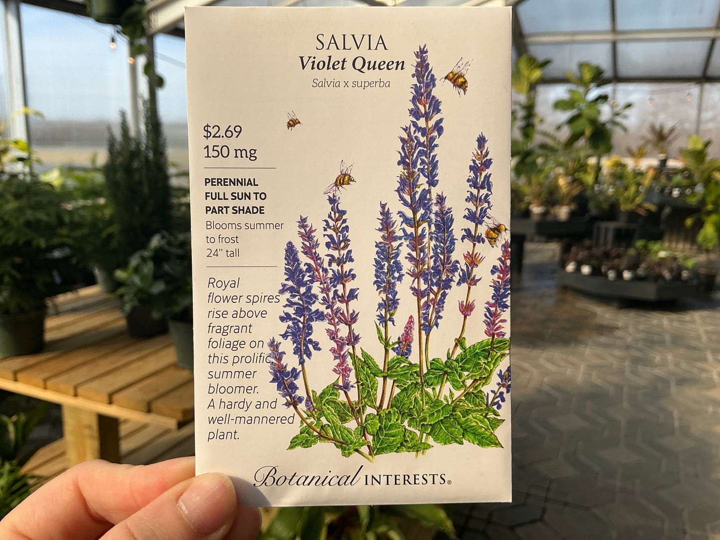 Salvia | Salvia Seed